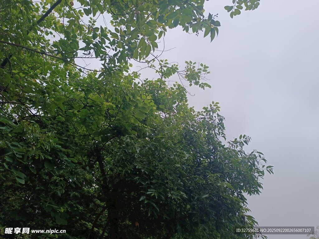 雨中蔥郁樹木景觀