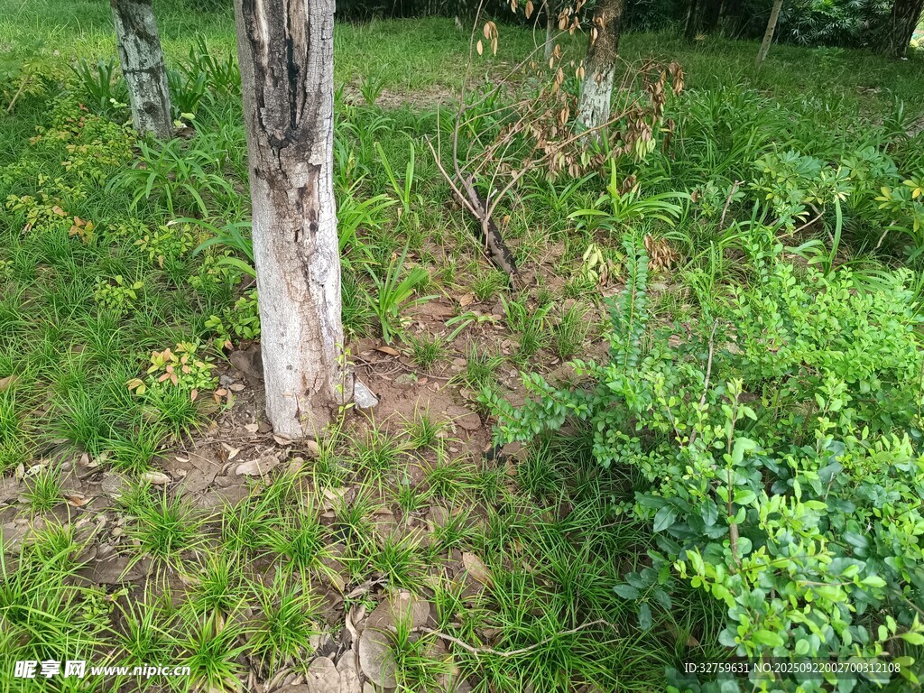 林間樹木與繁茂綠植