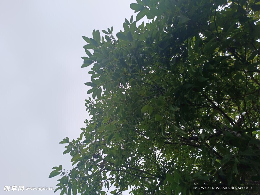 枝葉繁茂的綠樹