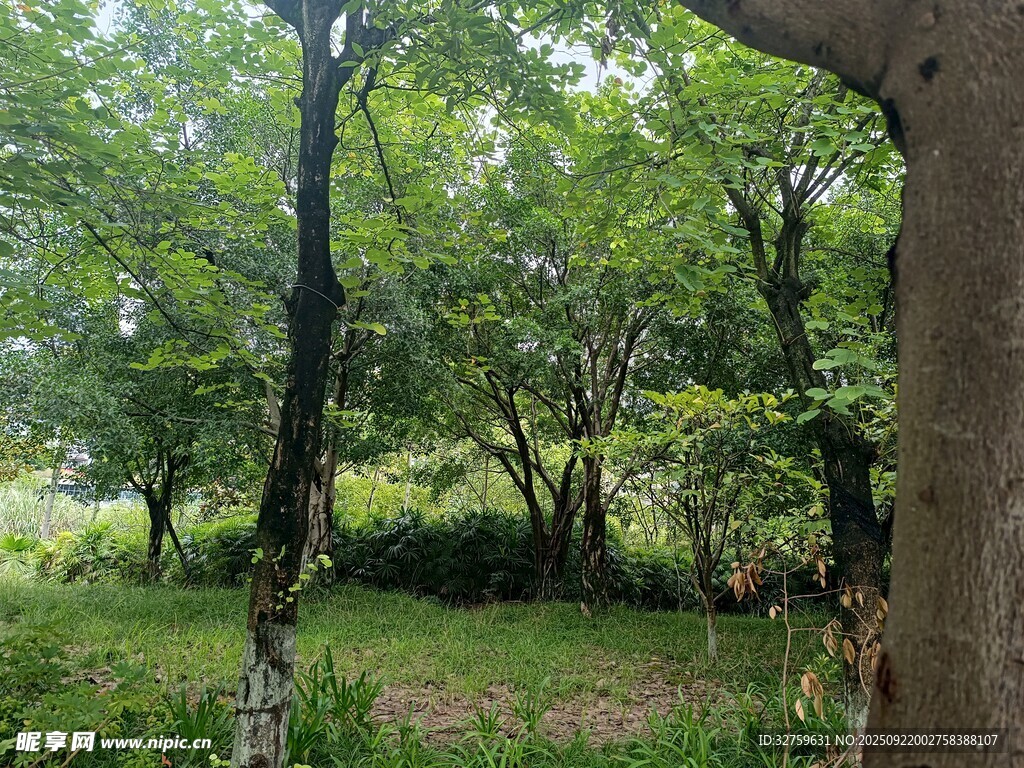 夏日蔥郁樹林景觀