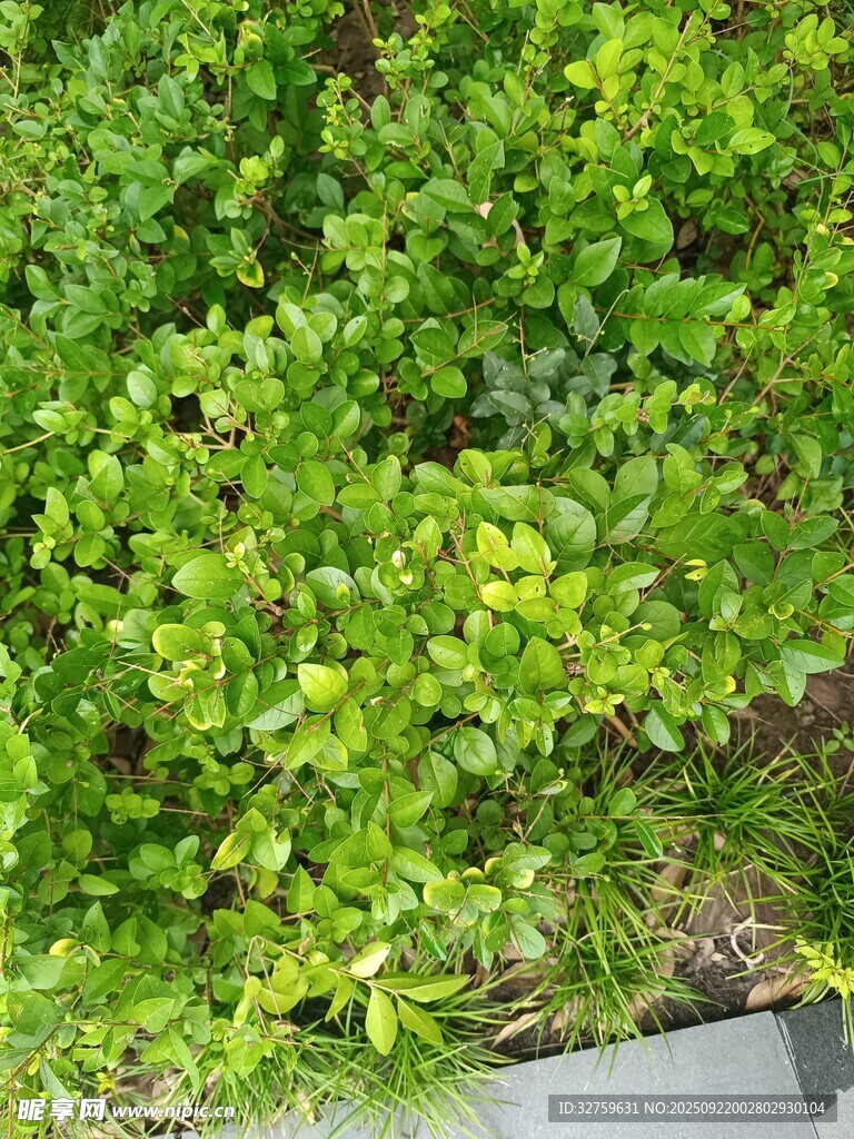 翠綠繁茂的低矮綠植景觀