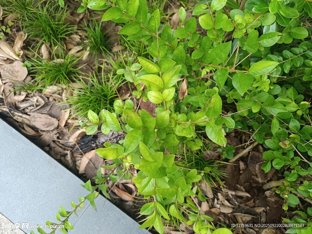路邊翠綠繁茂的灌木叢