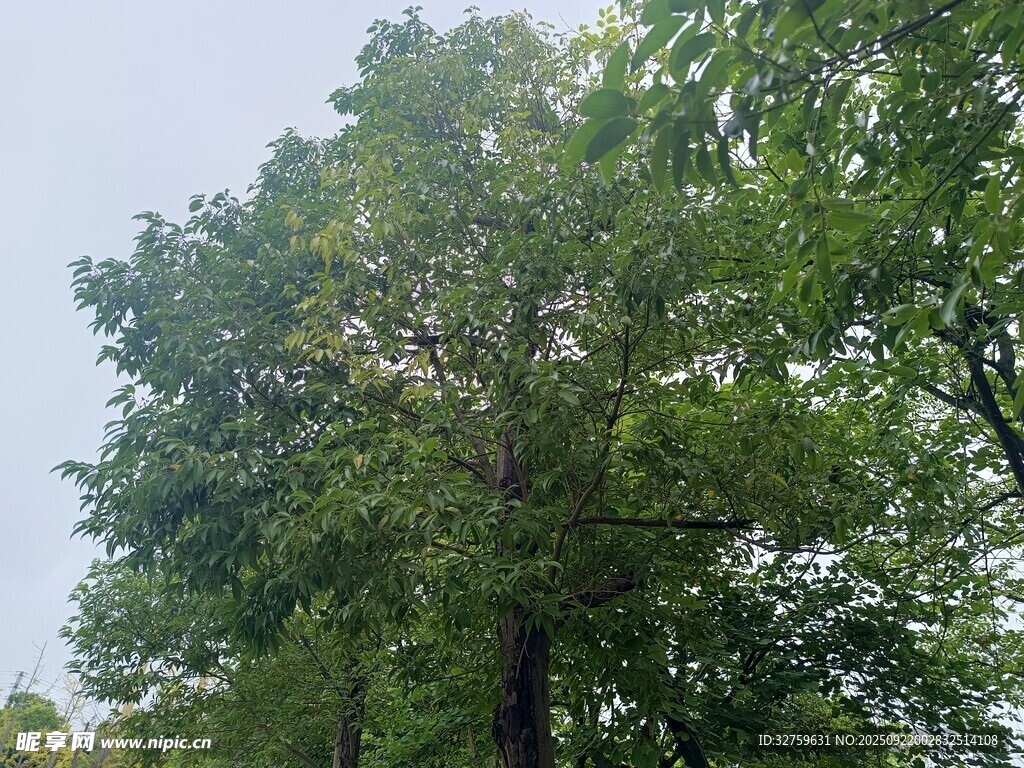 高大蔥郁的綠色樹木