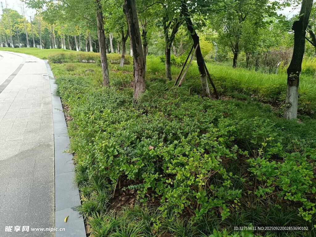 路邊綠意盎然的樹(shù)林景觀