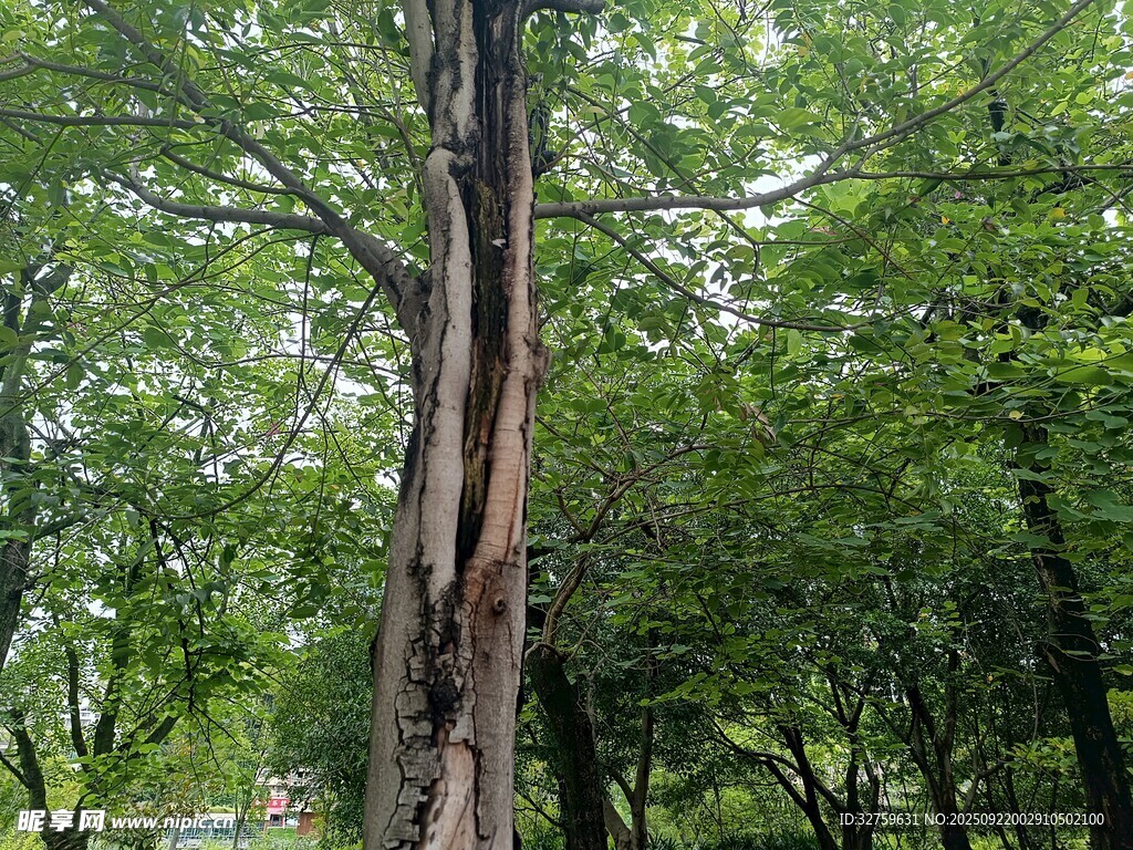 樹干受損的茂密樹林