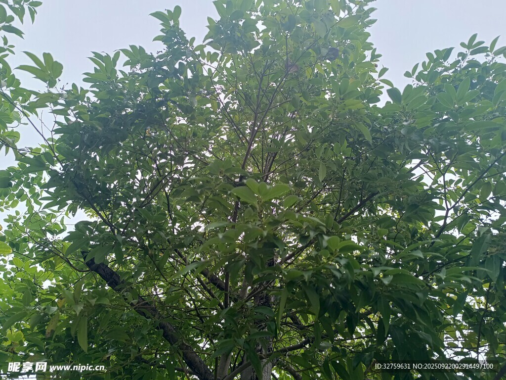 茂盛綠樹(shù)展現(xiàn)自然生機(jī)