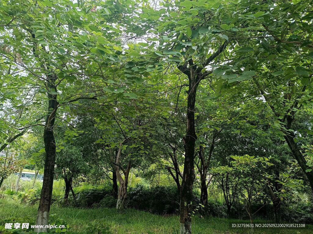 茂密樹林綠意盎然