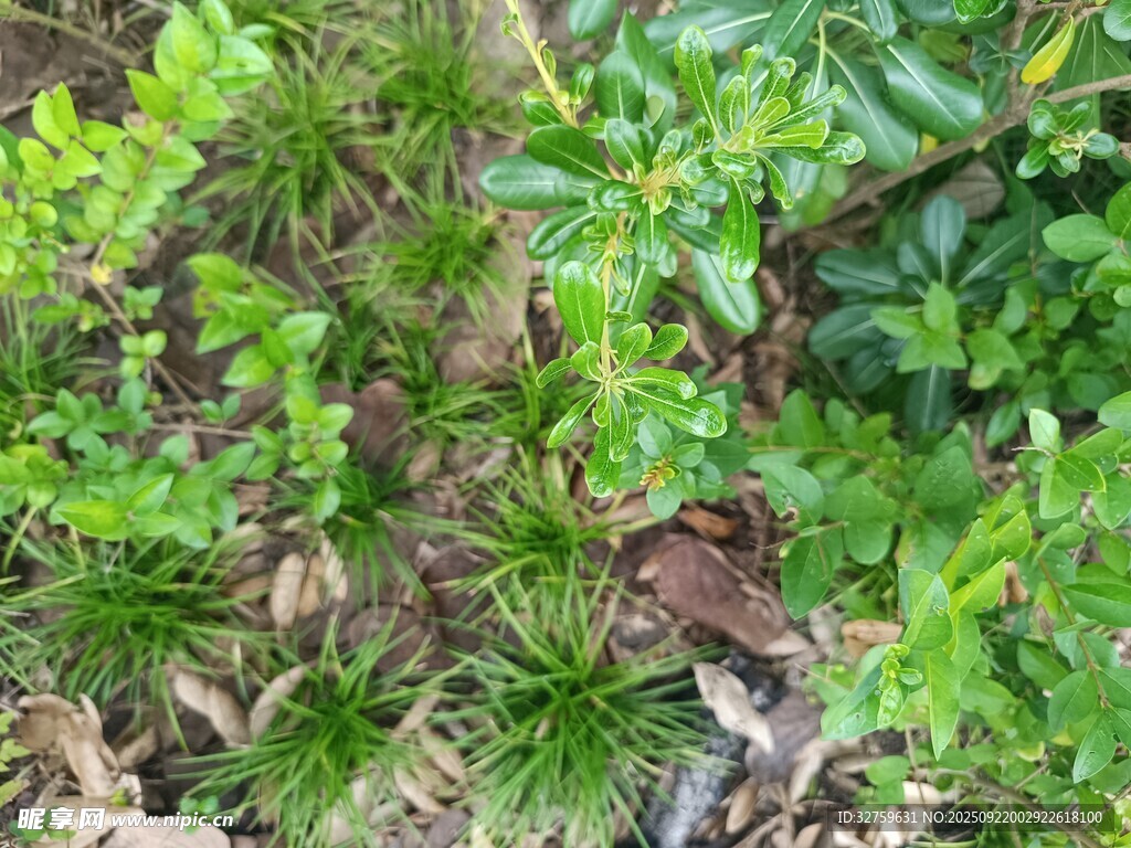林間綠植與隱藏的小動(dòng)物