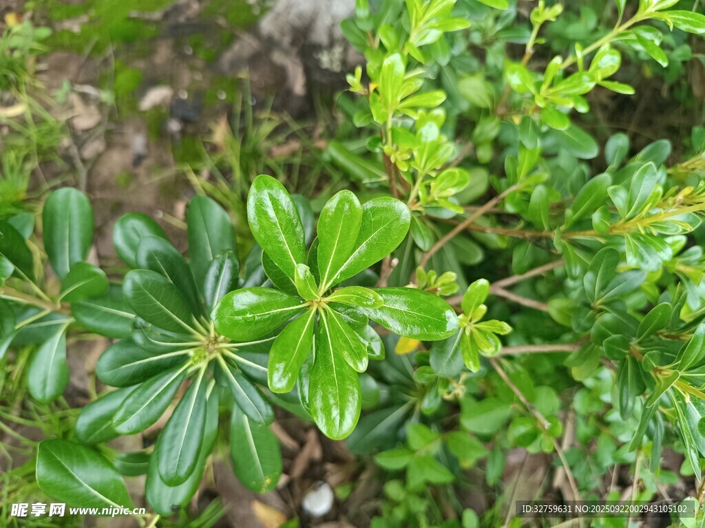 綠葉繁茂的綠色植物