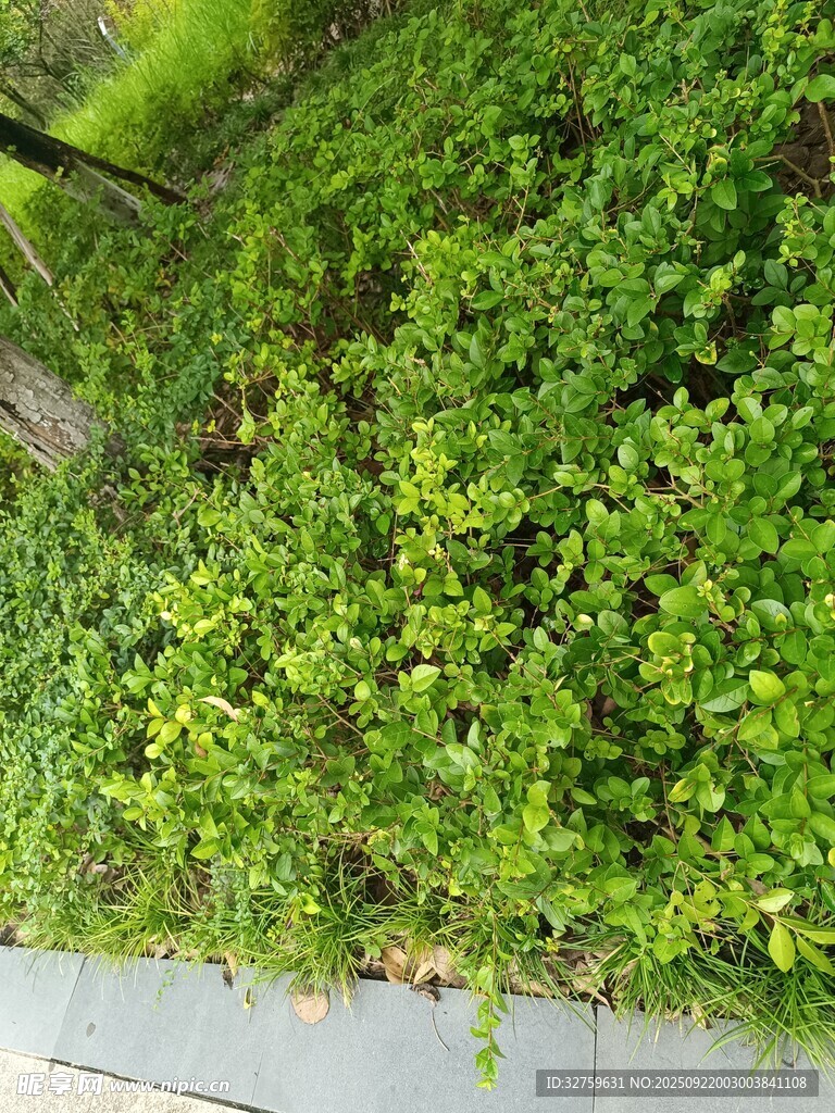 路邊翠綠繁茂的低矮植物