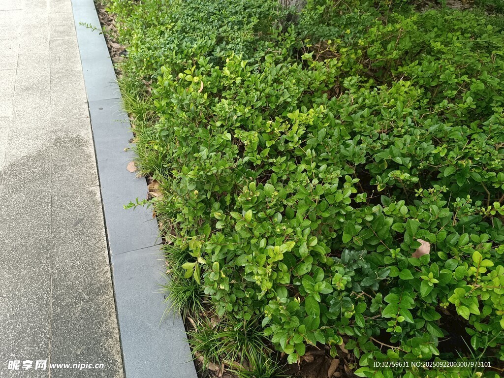 路邊翠綠灌木叢