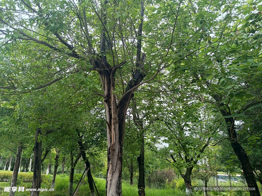 夏日蔥郁樹林景觀