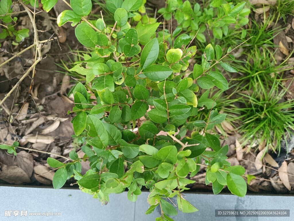 嫩綠植物生機(jī)盎然