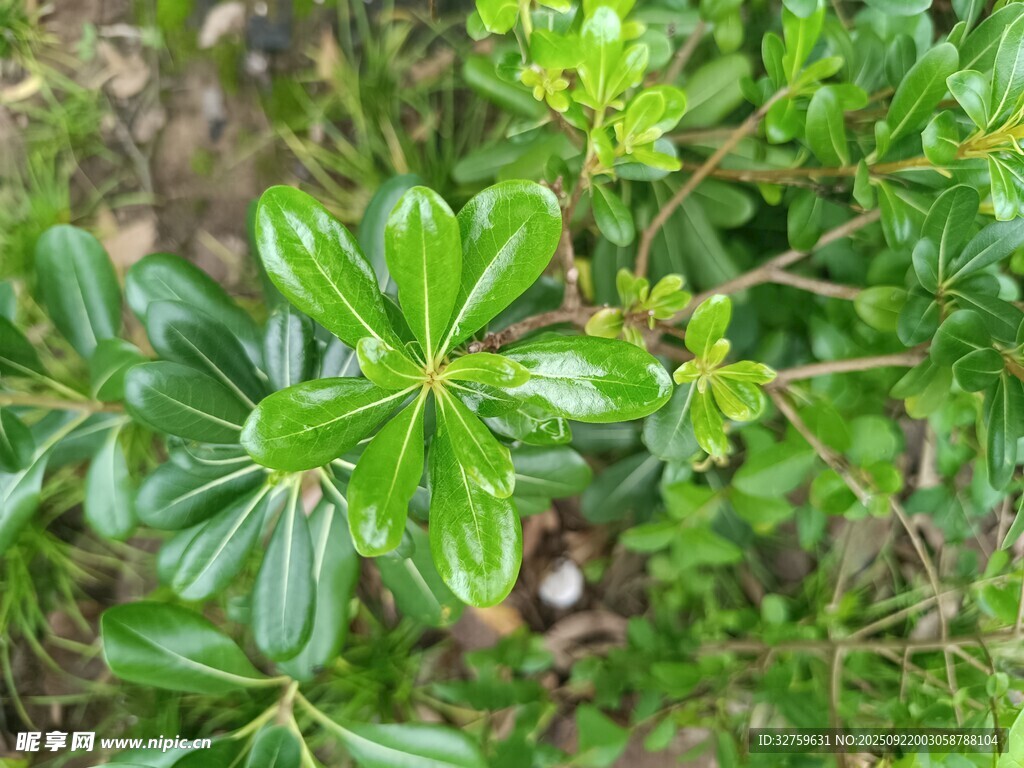 翠綠茂盛的葉片植物