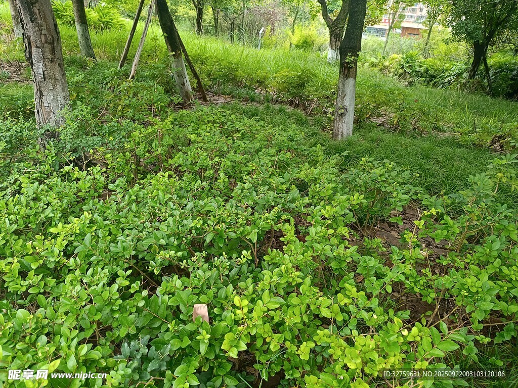 林間繁茂綠植景觀