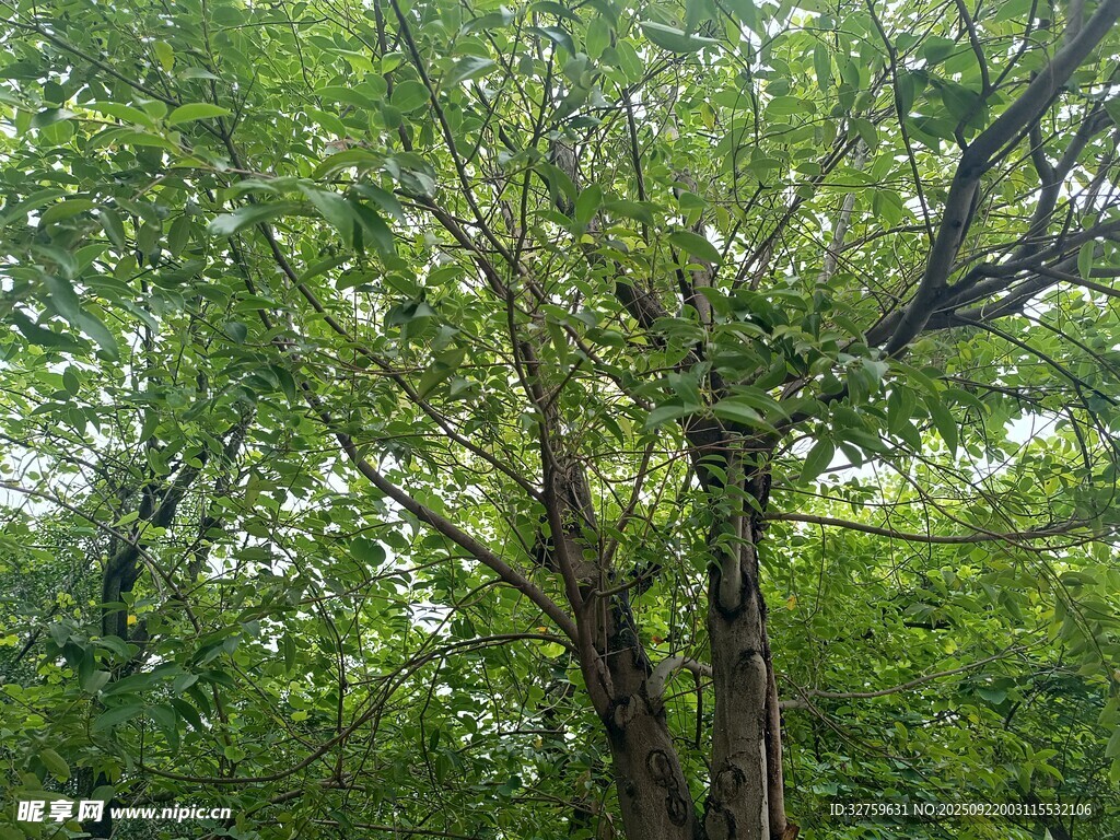 茂密樹林中的繁茂樹枝