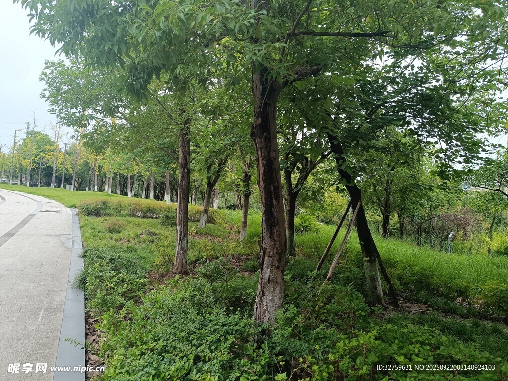 林間小道旁的蔥郁樹木