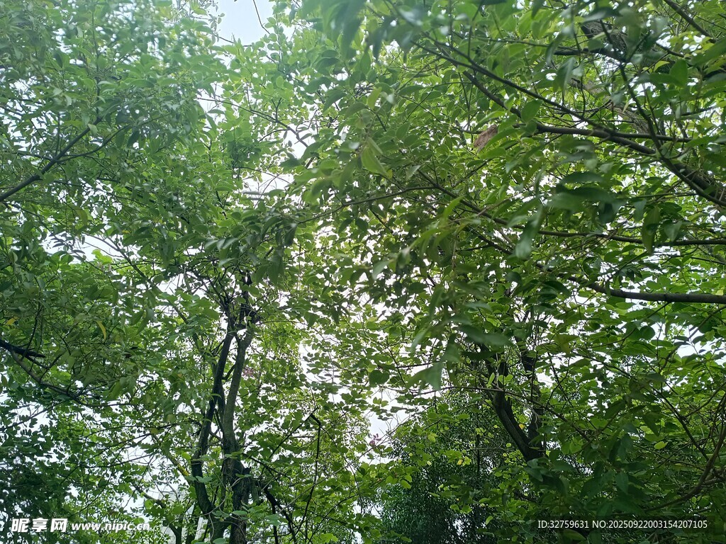 仰視茂密樹林綠意盎然