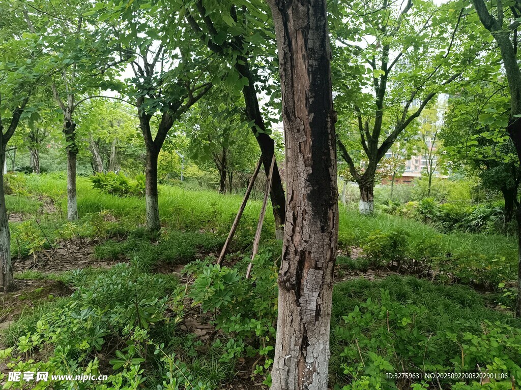 林間綠意盎然的自然景象