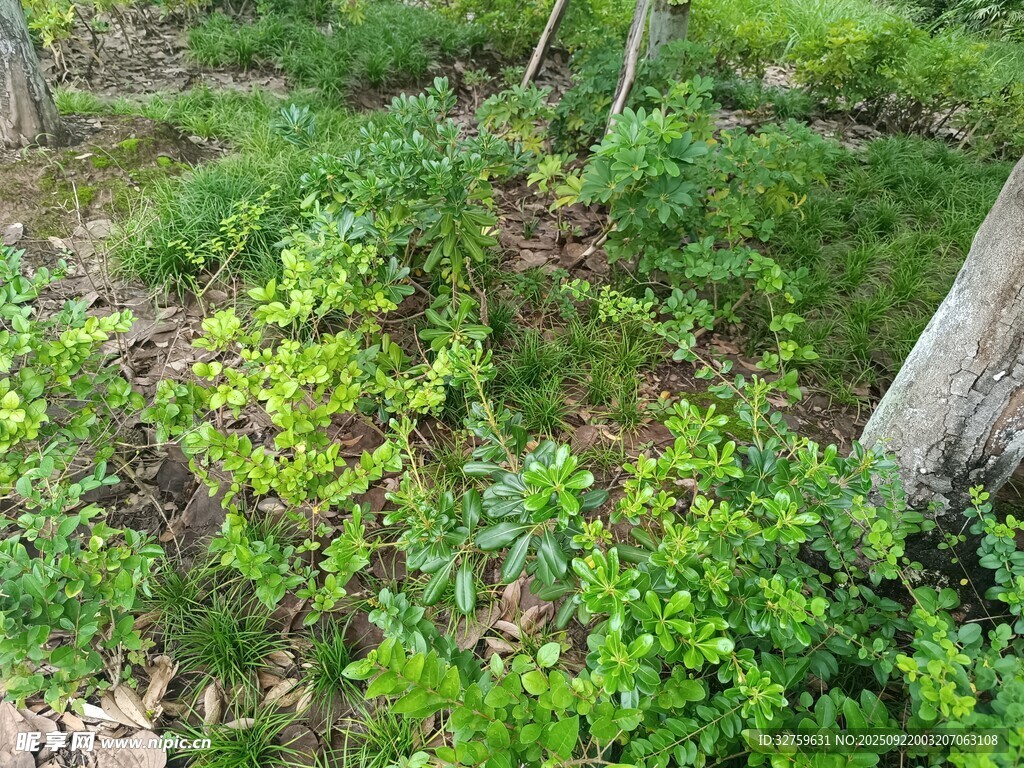 綠意盎然的戶外植物景觀