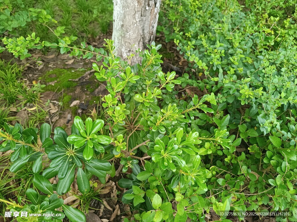 樹干旁的繁茂綠色植物