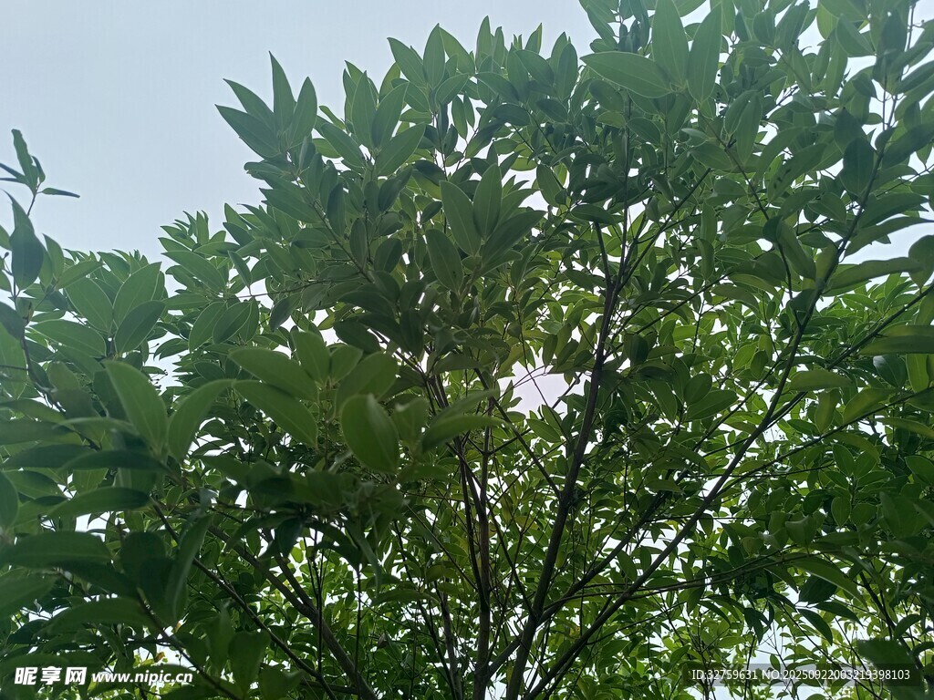 陽光穿透綠葉的清新景象
