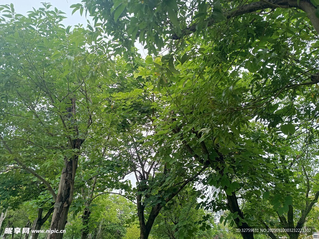 夏日蔥郁樹林景觀