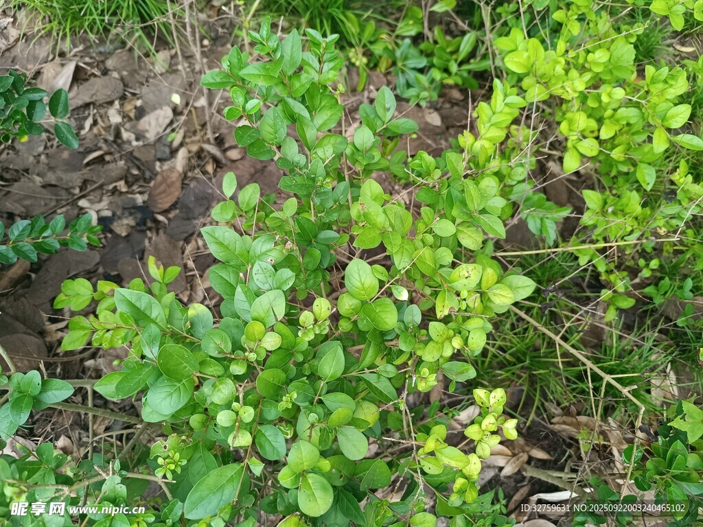 嫩綠植物生機(jī)盎然
