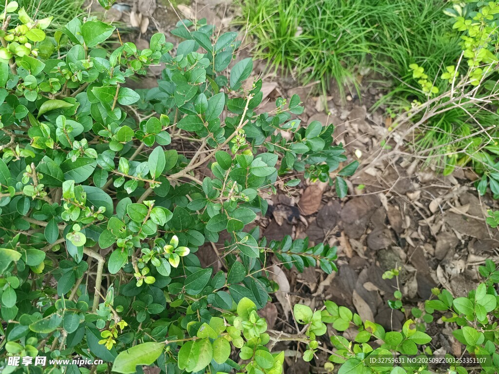 野外叢生的綠色植物