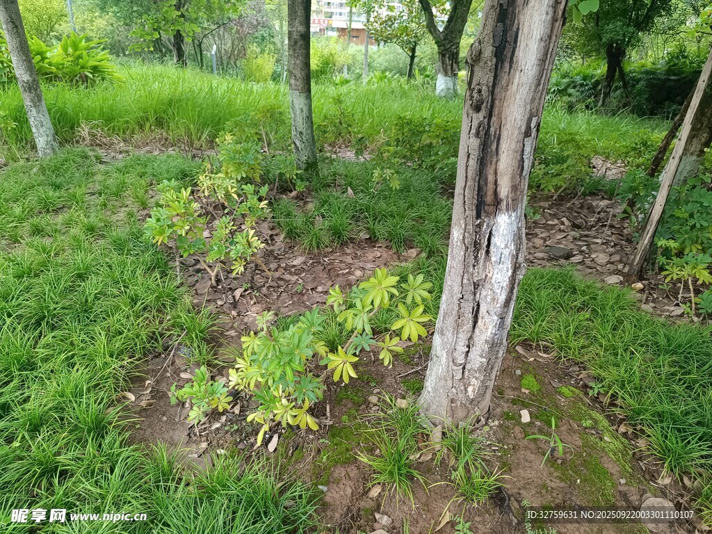林間綠意盎然的樹木與植被