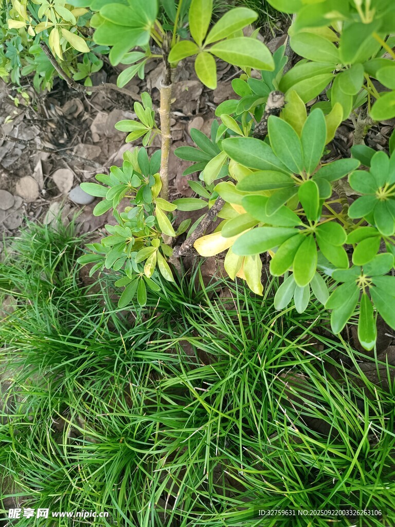 地面綠植特寫(xiě)