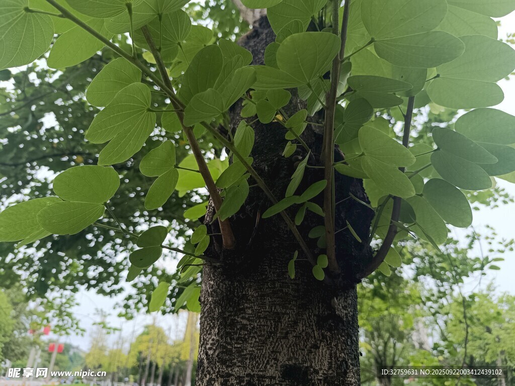 樹干上生長(zhǎng)的繁茂綠葉