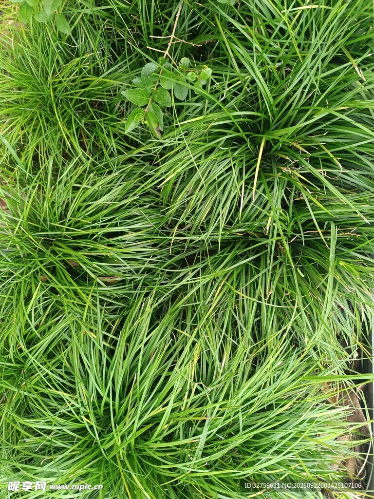 翠綠蔥蘢的叢生草本植物