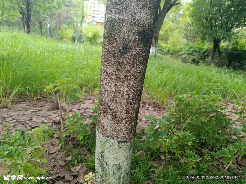 樹干底部涂白的戶外景象