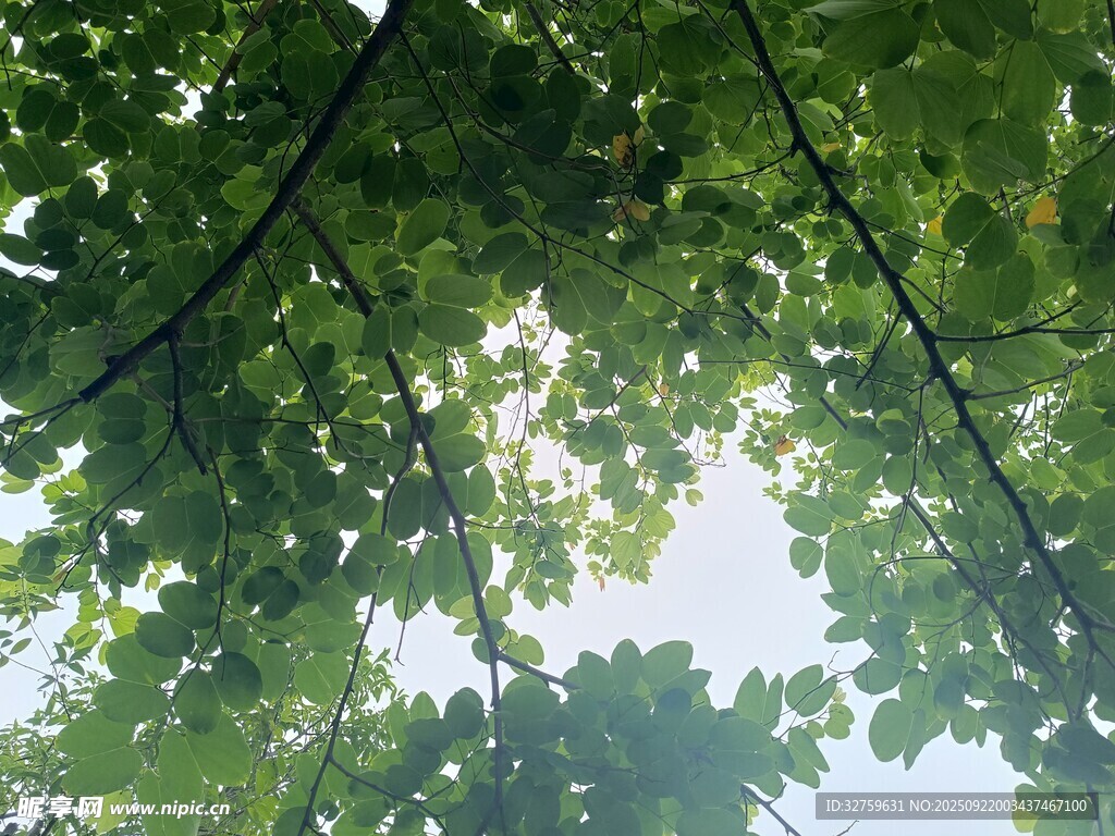 仰視繁茂枝葉