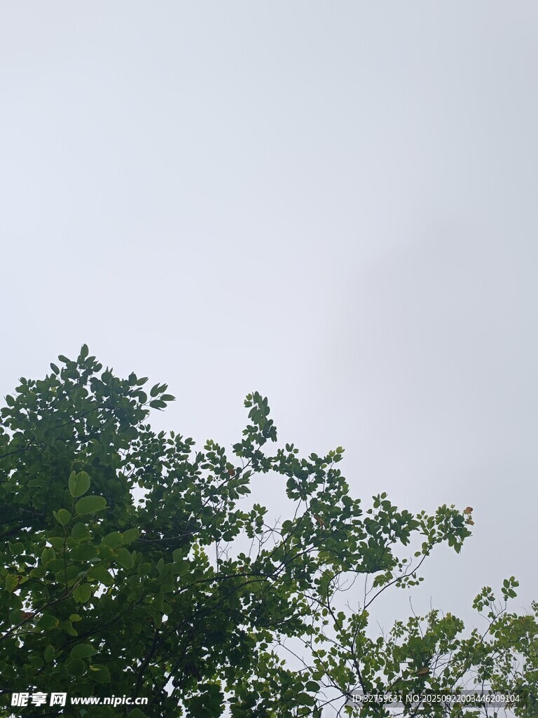樹(shù)梢之上的灰白天空