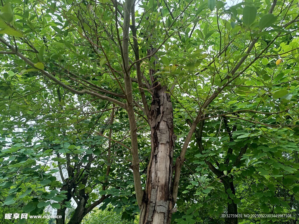 茂密樹林中的粗壯樹干