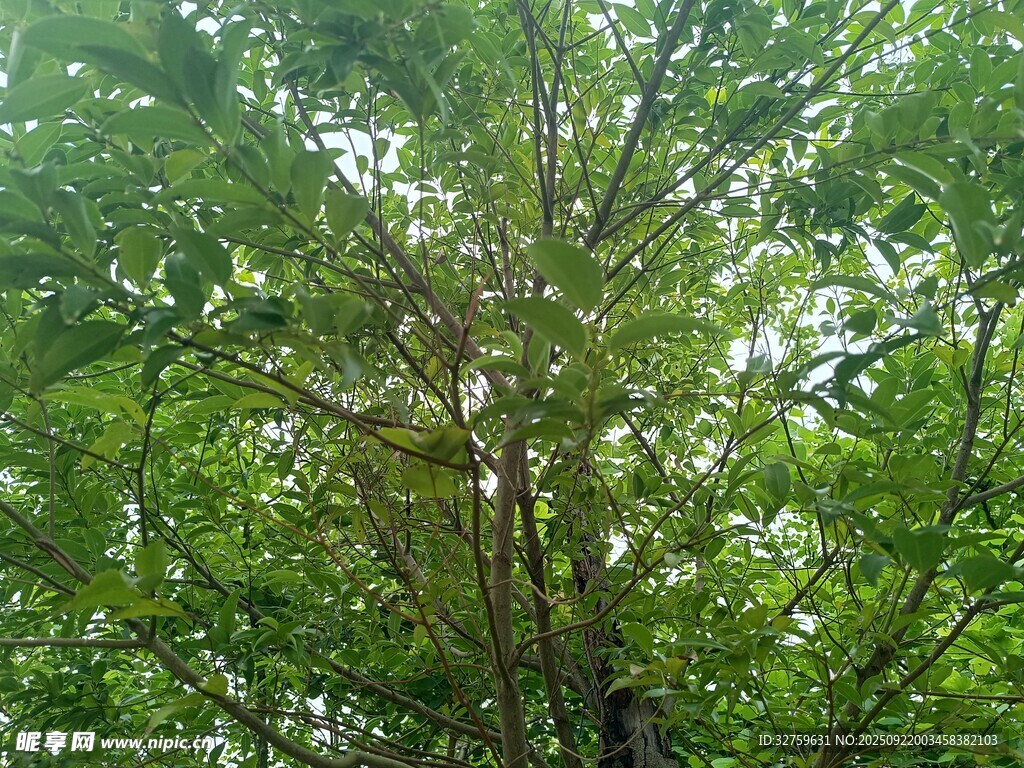 茂密樹林中的蔥郁樹冠