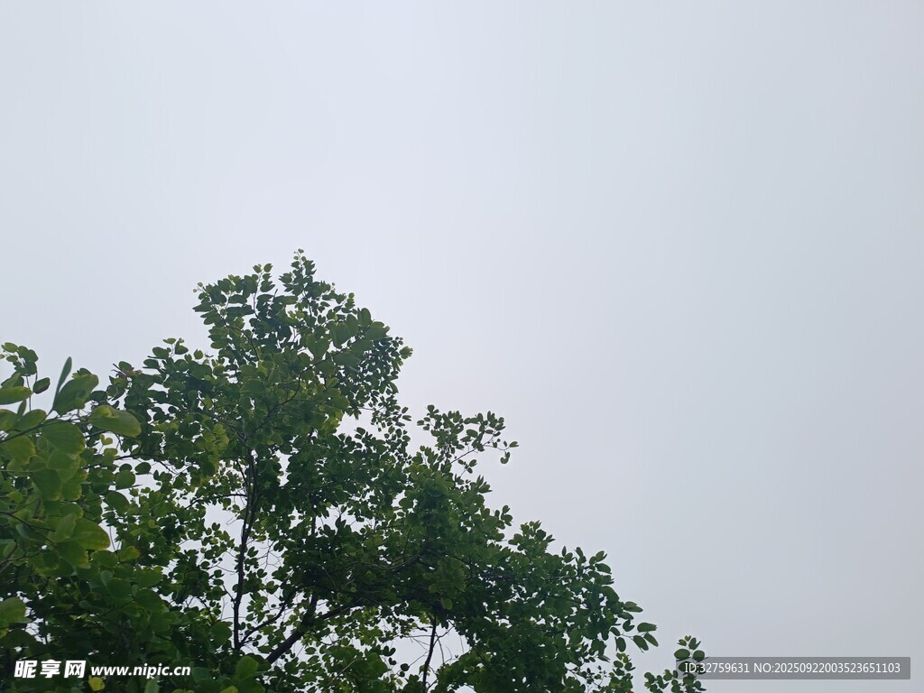 樹梢之上的天空景象