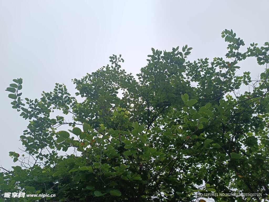 綠葉繁茂的樹冠
