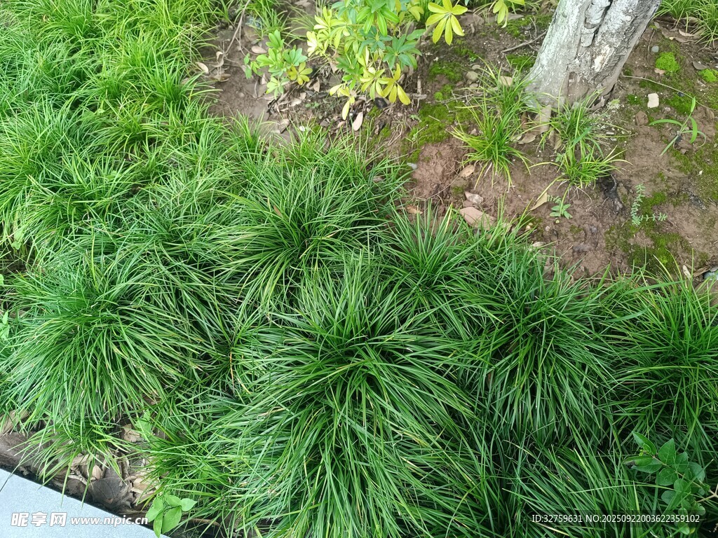 翠綠叢生草本植物景觀