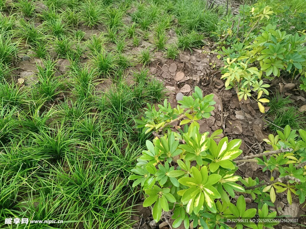 嫩綠草地中的蓬勃植物