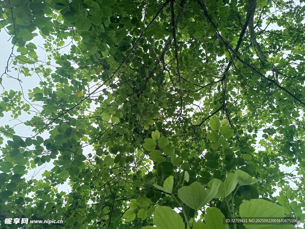夏日繁茂綠樹仰視景象