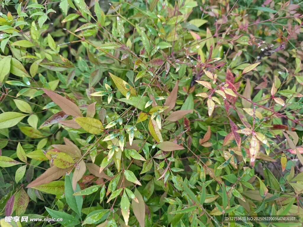 多彩植物景觀