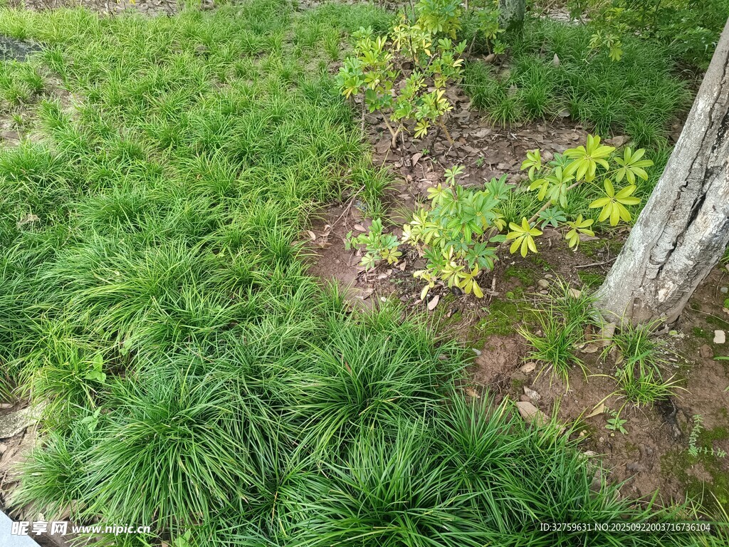 庭院綠植景觀