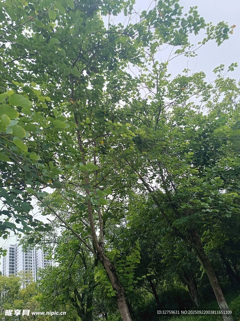 綠樹成蔭的戶外景象