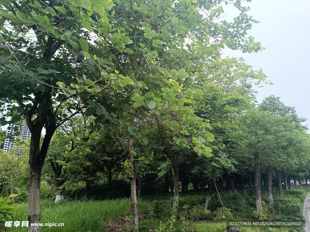 綠樹成蔭的戶外景致