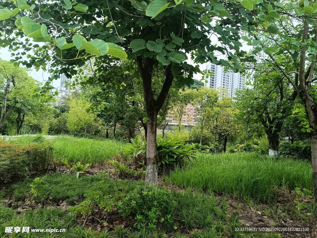 綠意盎然的城市林間景致