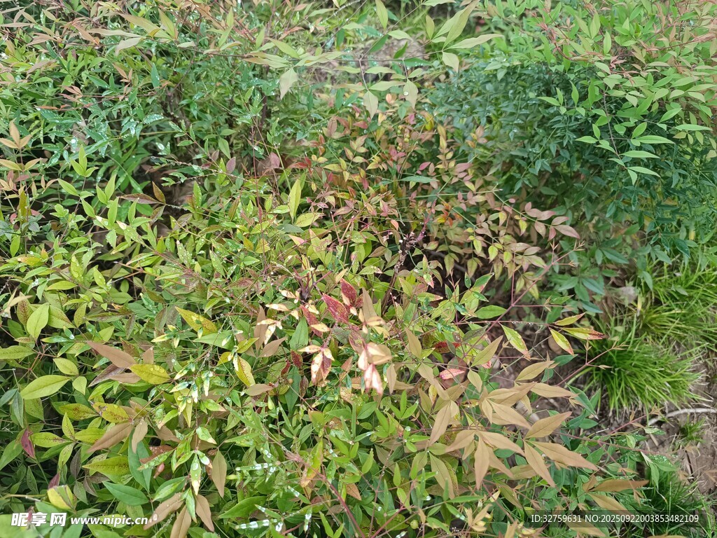 多彩植物景觀