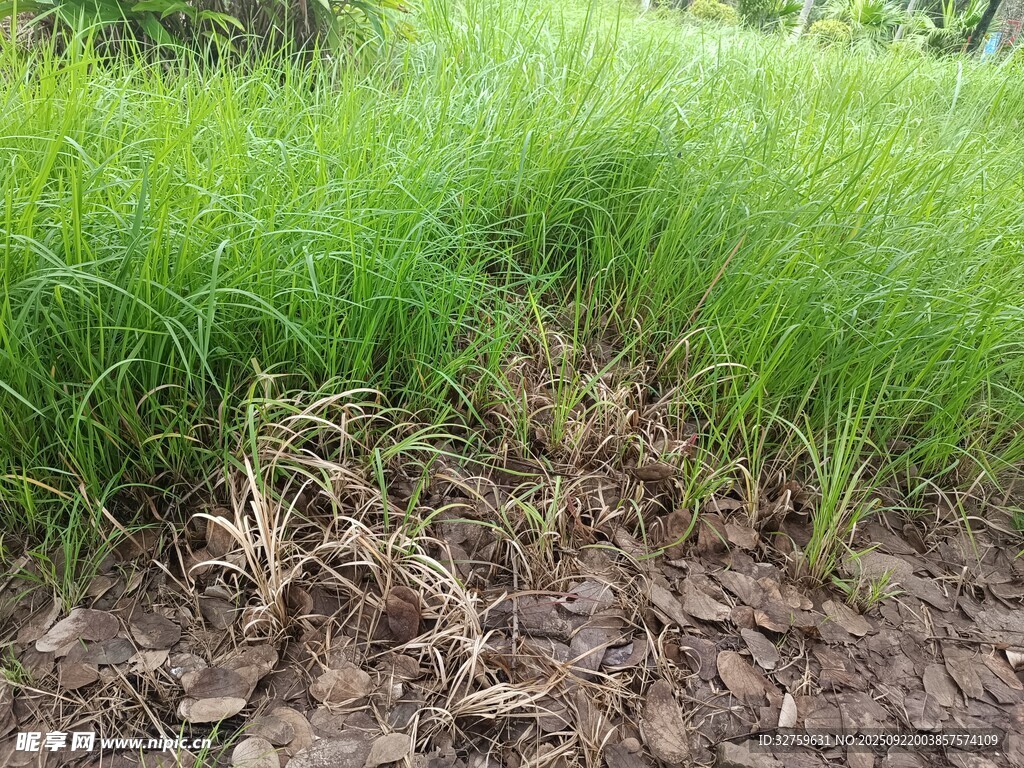田野中的嫩綠新草